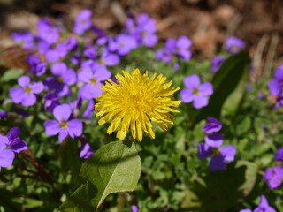 Blumen im Frühling