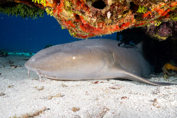 Nurse shark