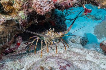 Caribbean spiny lobster in the reef
