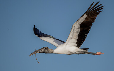 Beautiful view of the Florida wood stork in flight