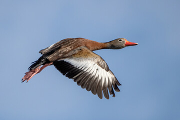 Beautiful view of the Florida whistling duck in flight