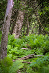 Fototapeta premium Vertica shot of a green area with green plants and forests