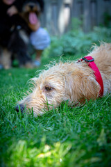 Vertical shot of a cute sleepy Soft-coated Wheaten Terrier lying on the grass
