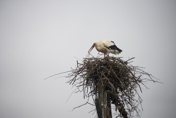 portrait of stork making a nest on cloudy sky background