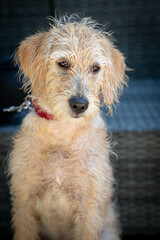 Vertical shot of a cute Soft-coated Wheaten Terrier sitting with an innocent glance