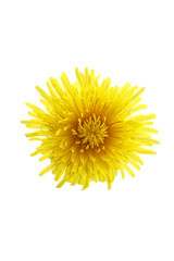 blooming dandelion plant isolated on a white background