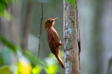 Ruddy woodcreeper on a tree