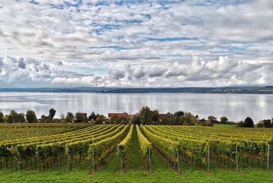 Vineyard at Lake Constance. Baden-Wuerttemberg, Germay.