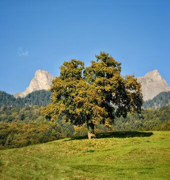 Beautiful tree in switzerland alps. Heididorf. Maienfeld.