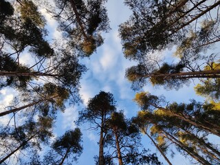 Tall pine trees under a clear blue sky