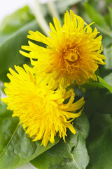 blooming dandelion plant isolated on a white background