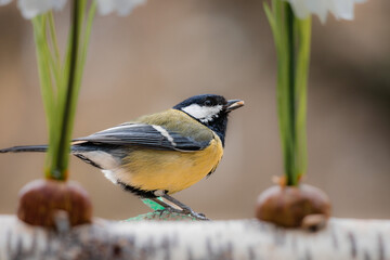 Shallow focus shot of a great tit (Parus major)