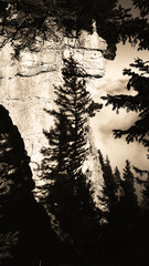 Grayscale vertical shot of shadows of pine trees on a rock formation