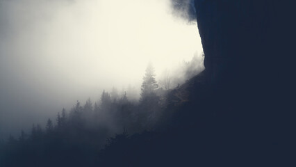 Eerie grayscale shot of conifer trees covered in fogs