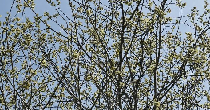 Salix caprea - Saule marsault &agrave; inflorescence printani&egrave;re en ch&acirc;tons m&acirc;le sur des branches d&eacute;nud&eacute;es