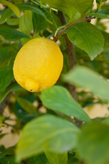 Front view, close distance of, a single, ripe, yellow, lemon, growing on potted lemon tree branch