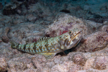 Sand swimmer laying on the ocean floor