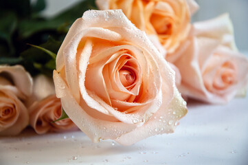 Photo of a bouquet of roses on a white background