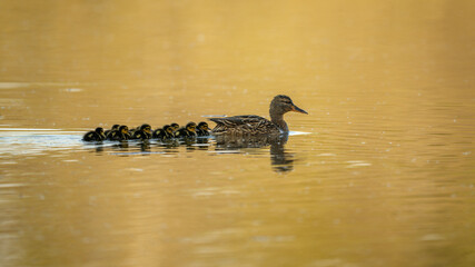 Mom and tiny gadwall at the sunset