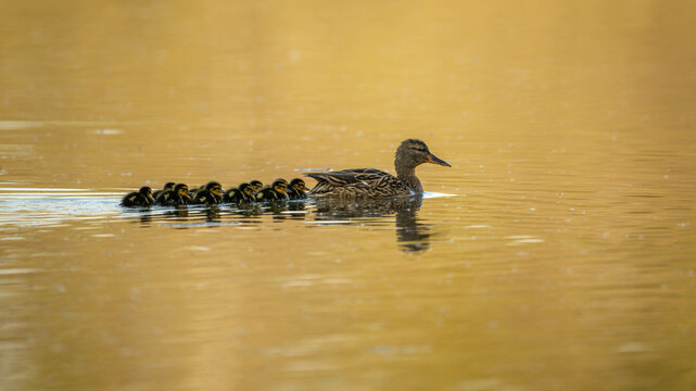 Mom and tiny gadwall at the sunset