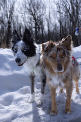 Vertical shot of two cute australian shepherds playing outside in snow on a cold winter day