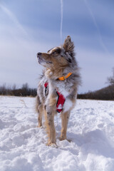 Vertical shot of a cute australian shepherd  playing outside in snow on a cold winter day