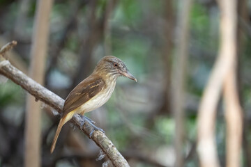 Bright-rumped attila on a perch