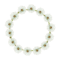 Watercolor wreath of fluffy dandelion flowers. Hand painting clipart botanical meadow illustration on a white isolated background. For designers, decoration, postcards, wrapping paper, scrapbooking