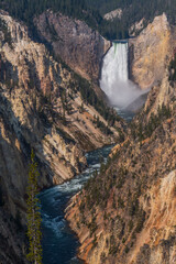 Fototapeta na wymiar Yellowstone Falls Leading into Yellowstone River