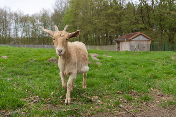 Cute brown Nigerian Dwarf goat on the grass looking at the camera