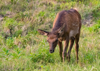 Young Elk Grazing in Green Field