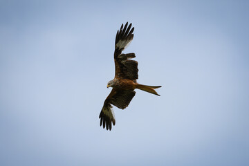 Scenic view of a red kite flying in the cloudy sky in Rhayader, Wales