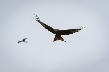 Scenic view of a red kite flying in the cloudy sky in Rhayader, Wales