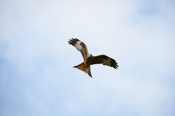 Obraz premium Scenic view of a red kite flying in the cloudy sky in Rhayader, Wales