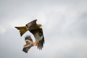 Scenic view of red kites flying in the cloudy sky in Rhayader, Wales