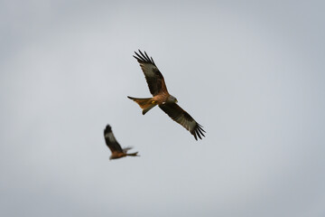 Fototapeta premium Scenic view of red kites flying in the cloudy sky in Rhayader, Wales