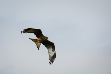 Obraz premium Scenic view of a red kite flying in the cloudy sky in Rhayader, Wales