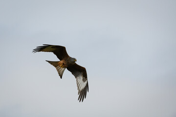 Scenic view of a red kite flying in the cloudy sky in Rhayader, Wales