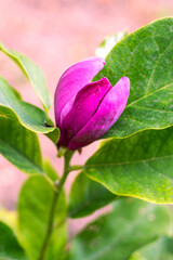 A pink magnolia flower blossomed on a bush on a spring day. Growing ornamental plants in the garden