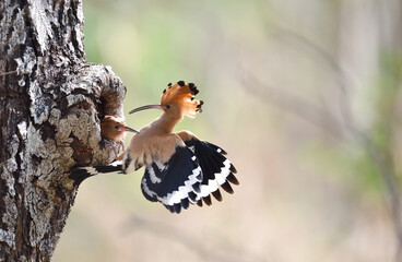 Eurasian hoopoe or Common hoopoe © panda3800