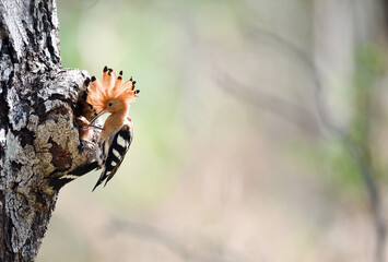 Eurasian hoopoe or Common hoopoe © panda3800