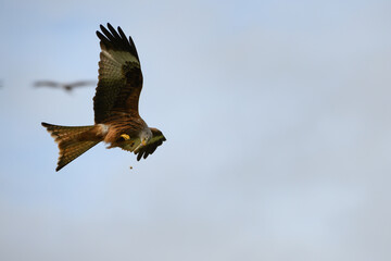 Plakat Closeup of a red kite flying high up in a blue sky with its wings wide open