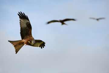 Closeup of red kites flying high up in a blue sky with their wings wide open