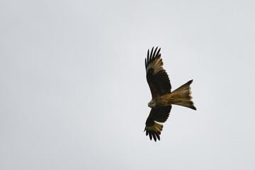 Fototapeta premium Closeup of a red kite flying high up in a blue sky with its wings wide open
