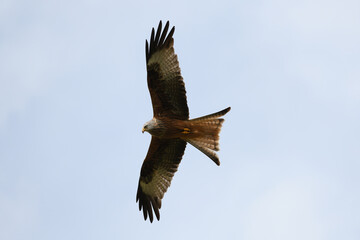 Closeup of a red kite flying high up in a blue sky with their wings wide open