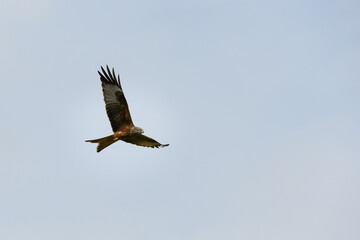 Closeup of a red kite flying high up in a blue sky with its wings wide open