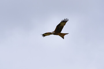 Fototapeta premium Closeup of a red kite flying high up in a blue sky with its wings wide open