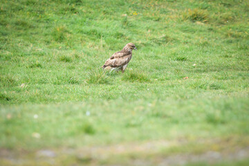 Scenic view of a common buzzard on a meadow in Wales, UK