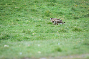 Scenic view of a common buzzard on a meadow in Wales, UK
