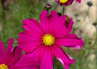 Obraz premium pink cosmos flowers and bees